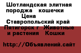 Шотландская элитная породжа , кошечки . › Цена ­ 2 000 - Ставропольский край, Пятигорск г. Животные и растения » Кошки   